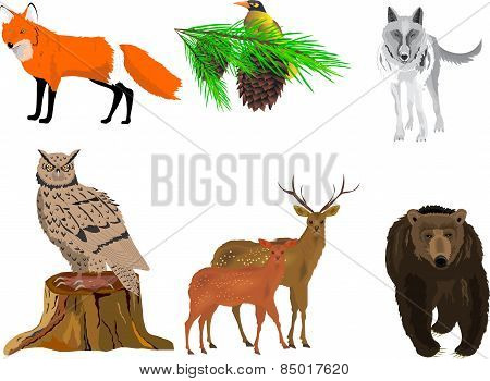 The northern forest's animals