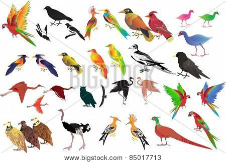 Vector set of birds