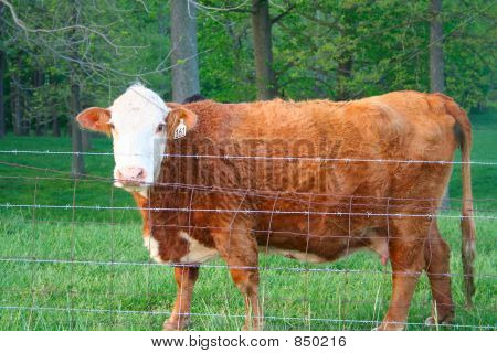 Brown Cow