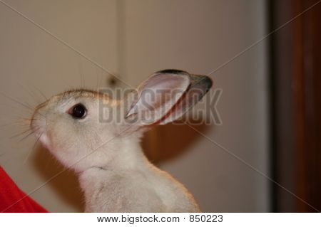 Wścibski Bunny