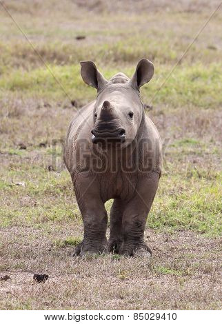 baby rhino
