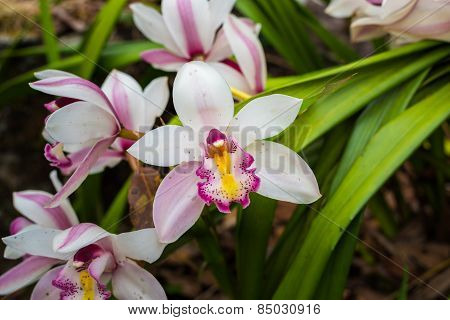 Thai Orchid.