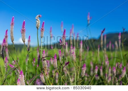 Blur little Flowers in the field.