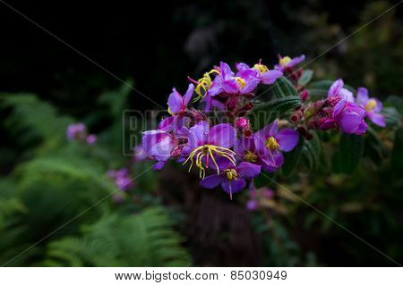 Violet Orchid.