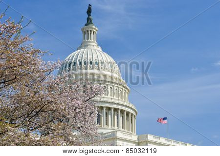 Washington DC in Spring - The Capitol dome among the tree blossoms
