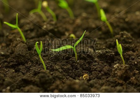 the green pepper