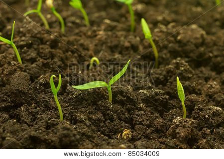 the green pepper
