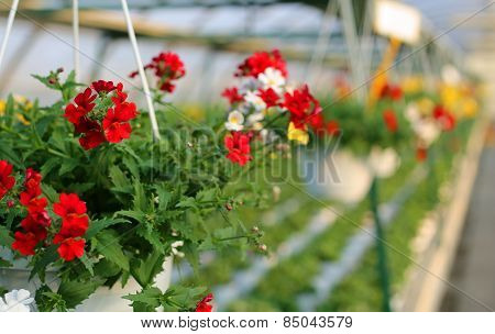 Blooming Geranium Plants For Sale In The Greenhouse
