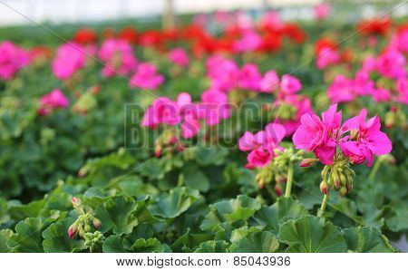 Blooming Geranium Plants For Sale In The Greenhouse