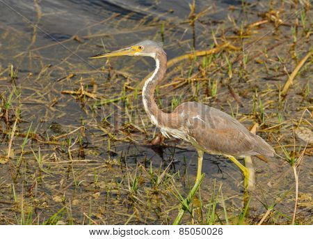 Non-Breeding Tricolored Heron in Florida