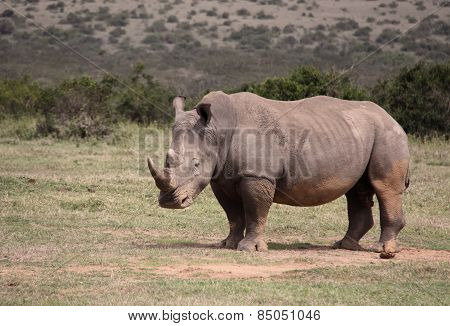 big rhino