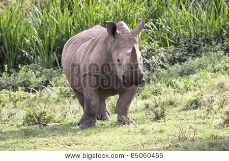 old rhino