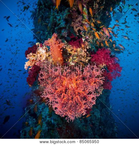 Valentine heart made of corals (Dendronephthya hemprichi) on blue water background