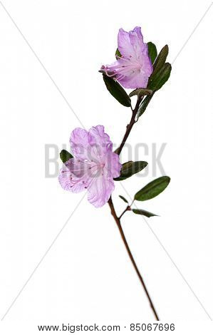 pink flower of ledum macro. isolated on white background