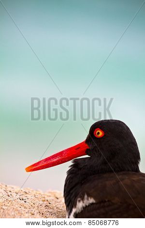Oystercathcher shore bird in the Galapagos Islands