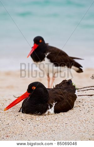 Oystercathcher shore bird in the Galapagos Islands