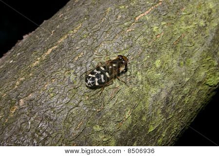 İlk büyük alın Hoverfly (Scaeva selenitica)