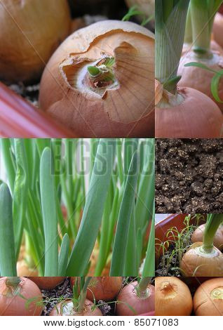 Green Onions