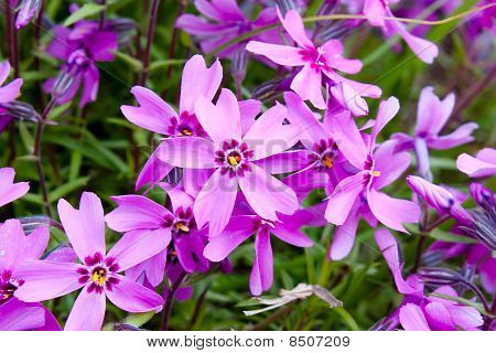 Phlox subulate