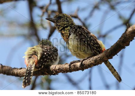 Couple of birds