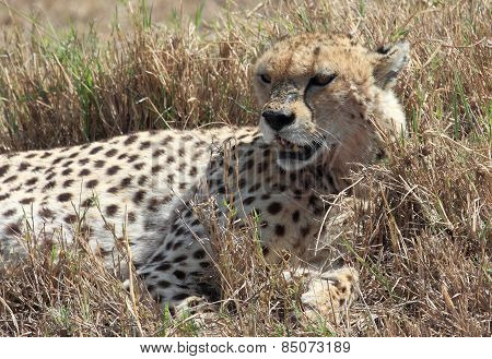 cheetah in the savannah