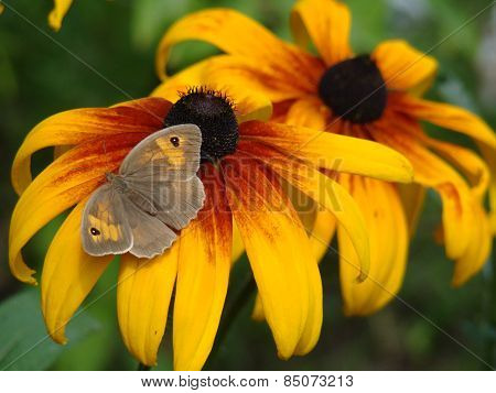 flowers and butterfly
