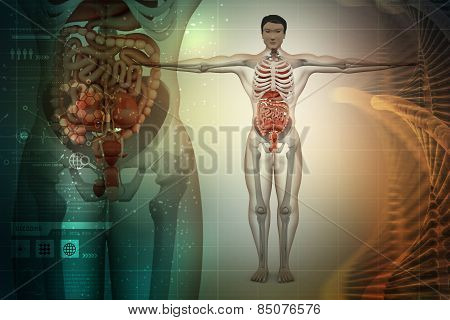 human anatomy