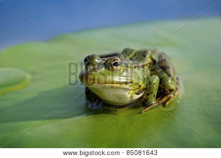 Big Green Frog Sitting On A Green Leaf Lily