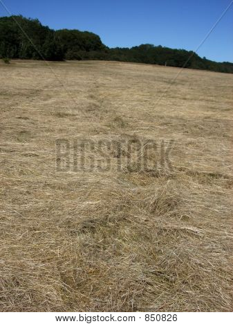 Hainault Forest 16