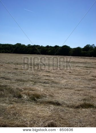 Hainault Forest 17