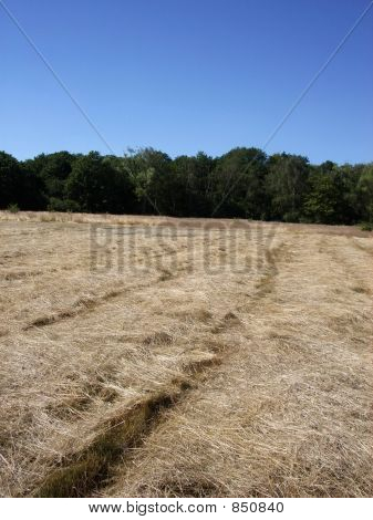 Hainault Forest 19