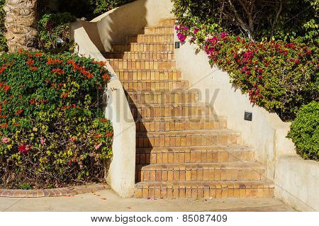 Blooming Bougainvillea
