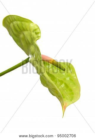 Green Anthurium With  Pink Spadix