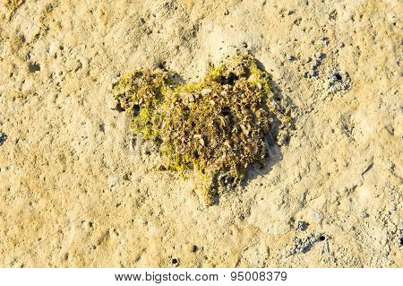Shell And Algea On The Beach