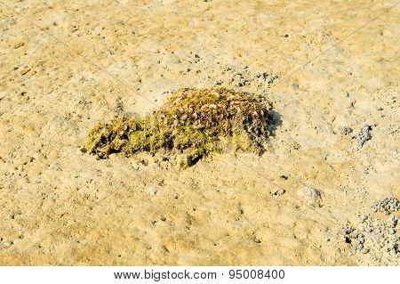 Shell And Algea On The Beach