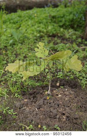 OAKLET SMALL TREE NEW