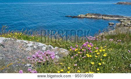 Blossoming coastal green landscape