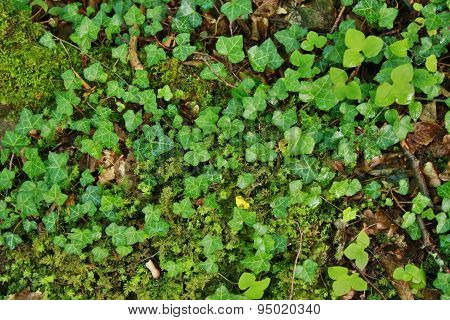 Green Leaf Background