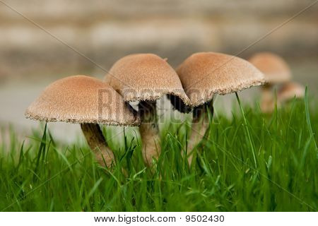 Mushrooms