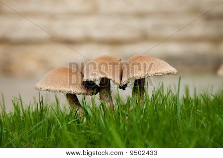 Mushrooms