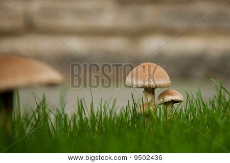 Mushrooms