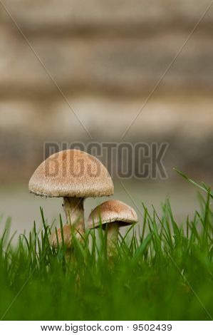 Two mushrooms