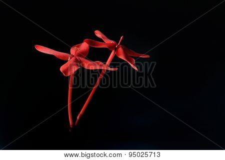 Red Rubiaceae Flower Isolate On Black Background