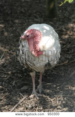 Turecko