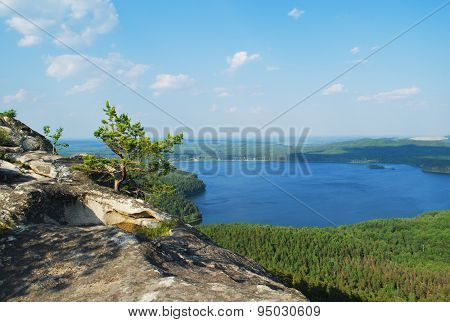 Tree At Mountain Top