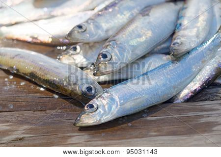 Group Of Baltic Herring