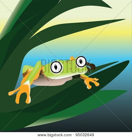 Frog sitting on a leaf in the swamp