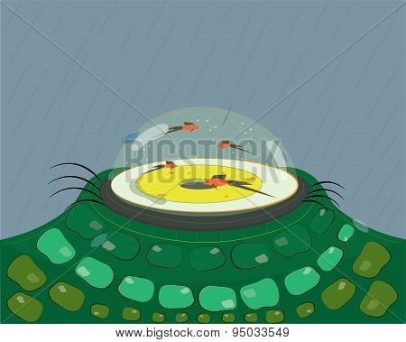 Eye tank and small fishes.