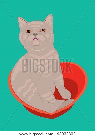 Kitten breed lilac British