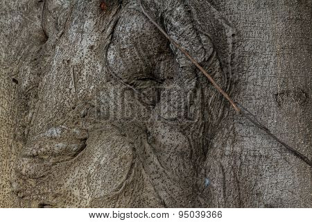 Gnarled Tree Roots